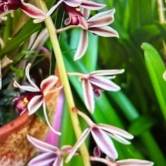 欄❓　花が咲くと垂れ下がり綺麗です💕の画像