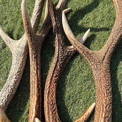 鹿の角 4本セットの画像
