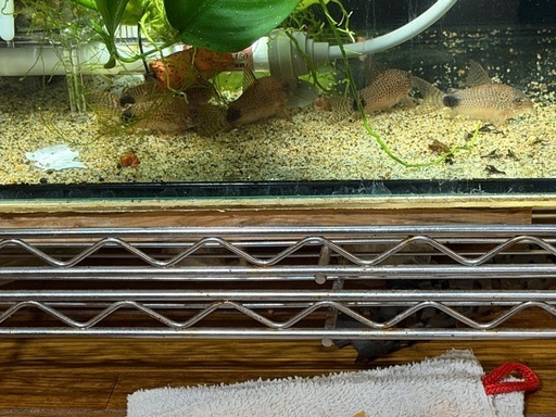 熱帯魚恵庭　コリドラス　カウデイマキュラータス&水槽セット