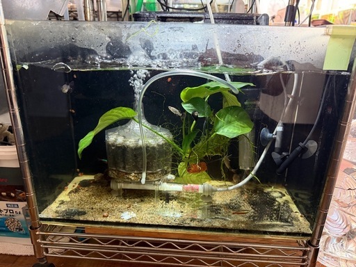 熱帯魚恵庭　コリドラス　カウデイマキュラータス&水槽セット