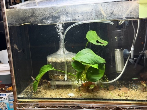 熱帯魚恵庭　コリドラス　カウデイマキュラータス&水槽セット