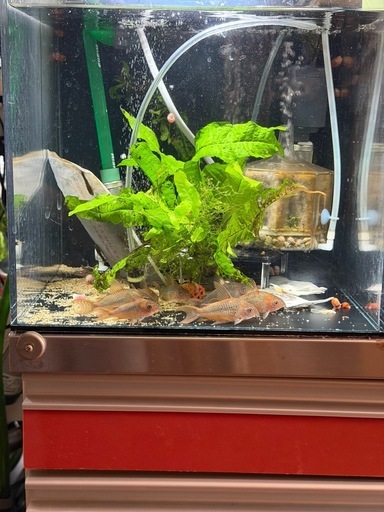 熱帯魚恵庭　超特価‼️入手困難レアコリドラス　パンタナルエンシスWILD8匹セット