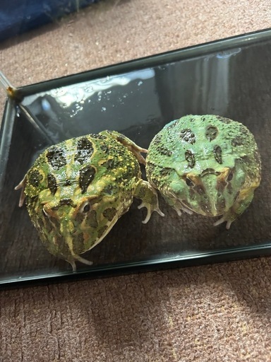 クランウェルツノガエル
