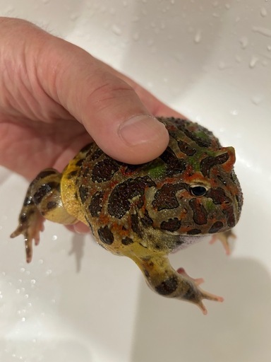 ベルツノガエル