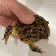 ベルツノガエルの画像