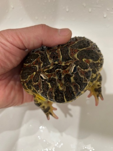 ベルツノガエル