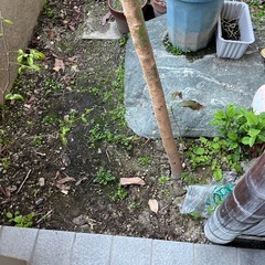 アボガドの木の画像