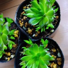多肉　爪蓮華(1株)の画像