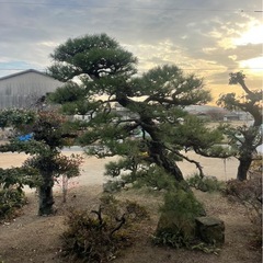 剪定・伐採・草刈り全般お任せ下さい！【お見積もり無料】 - 岡山市