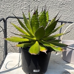 アガベ　ホリダ　大株の画像