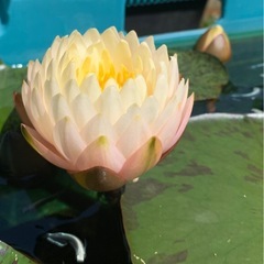 睡蓮 ブラッシングブライドの画像