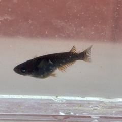 ゴルゴーンメダカ　アースアイ　1ペアの画像