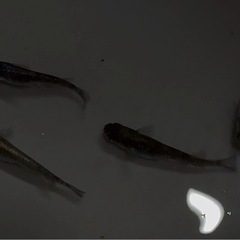 メダカ　バタフリー(めだかのバタ子様直系)　♂2♀2の画像