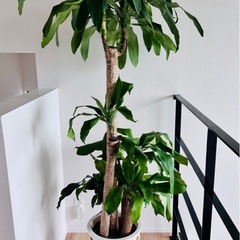 幸福の木 ドラセナ 希少 大型 約170〜180cm 観葉植物 の画像