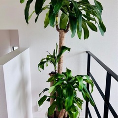 幸福の木 ドラセナ 希少 大型 約170〜180cm 観葉植物 の画像