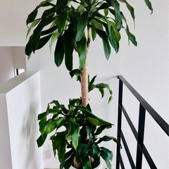 幸福の木 ドラセナ 希少 大型 約170〜180cm 観葉植物 の画像