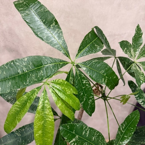 観葉植物　パキラミルキーウェイ