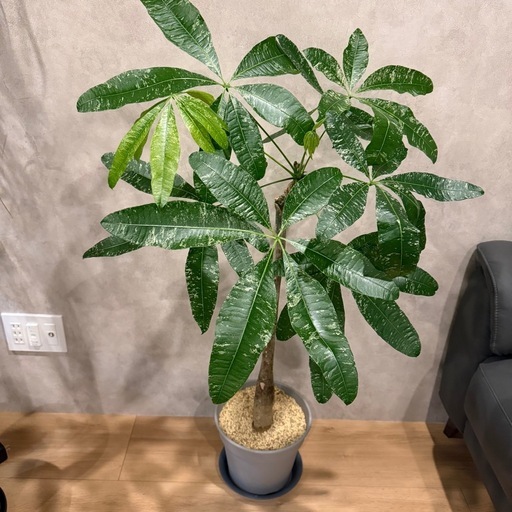 観葉植物　パキラミルキーウェイ