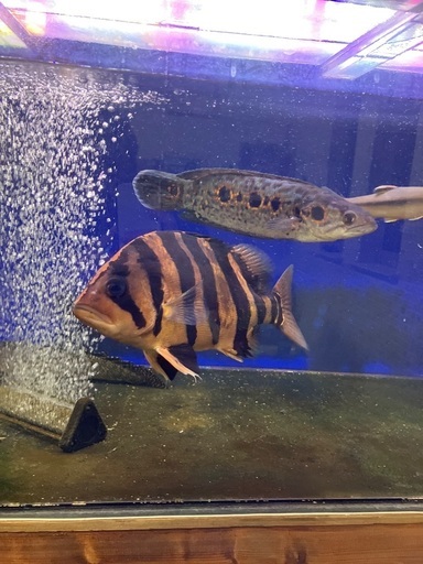 熱帯魚　古代魚　ダトニオ