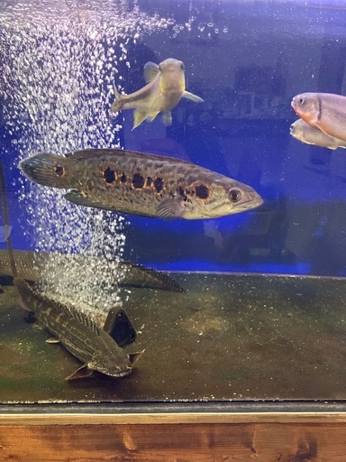 熱帯魚　古代魚　ダトニオ