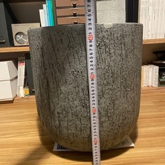 ACTUS 鉢　13号位？の画像