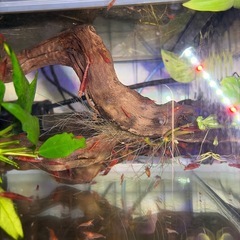 スーパーレッドチェリーシュリンプの画像