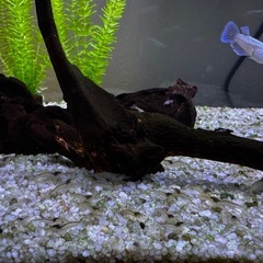 ミナミヌマエビ　10匹の画像