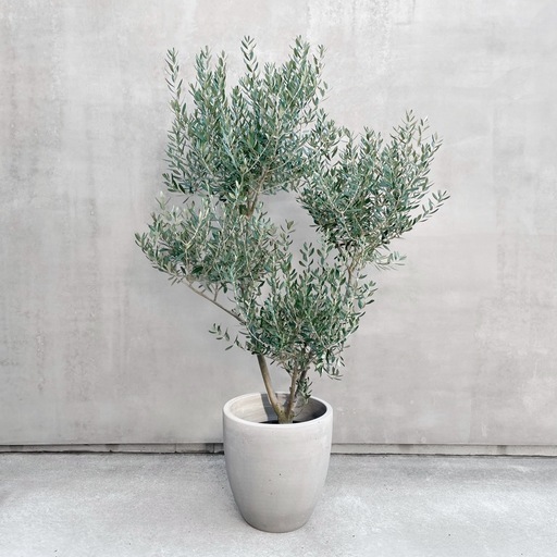 観葉植物 オリーブ 170cm