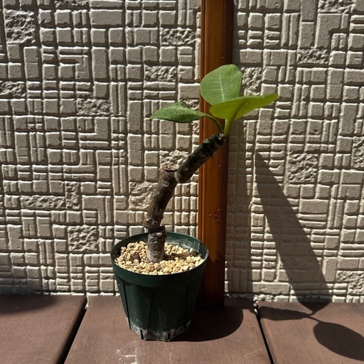 プルメリア植木挿し木苗 (mym) 長沼のその他の中古あげます・譲ります