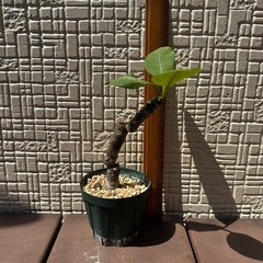 プルメリア　植木　挿し木苗の画像