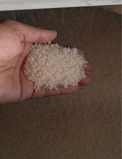 令和7年度産 低農薬で育てた お米 コシヒカリ100％ 新米 28Kg
 玄米、