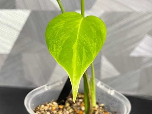 ⭐️お譲り先決定❗️観葉植物】✨びっくり価格❗️貴重な品種✨新葉展開中✨モンステラデリシオーサイエローマリリン