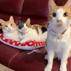 京都でママ友募集👶✨9月出産予定（初産です） 