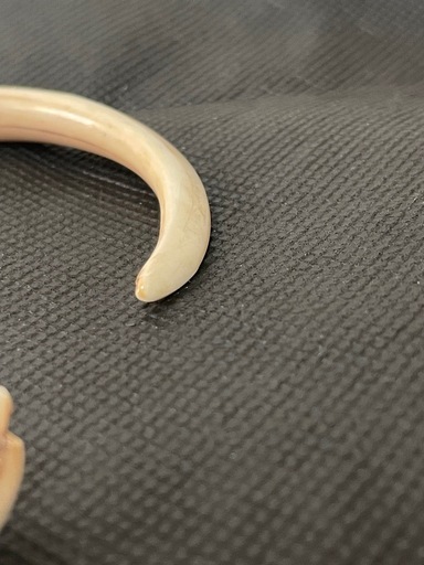 極稀少  バヌアツ産 ボアタスク サークルタスク