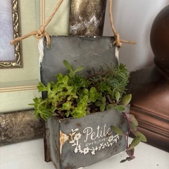 グレーアンティーク缶多肉寄せ植えの画像