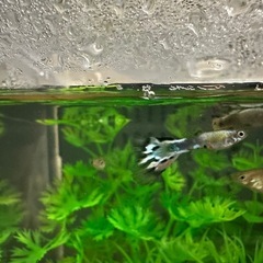 きれいなグッピー　8匹セット(2ペア&稚魚4匹　ブルー系の画像