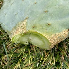 特大！39×39！大丸盆！の画像