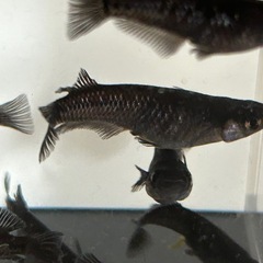 アルティマニア　300系　メダカ　ワンペア+1の画像