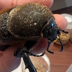 ヘラクレスオオカブト♀単④の画像