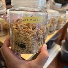 ヘラクレスオオカブト♀単④の画像