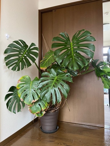 モンステラ　観葉植物