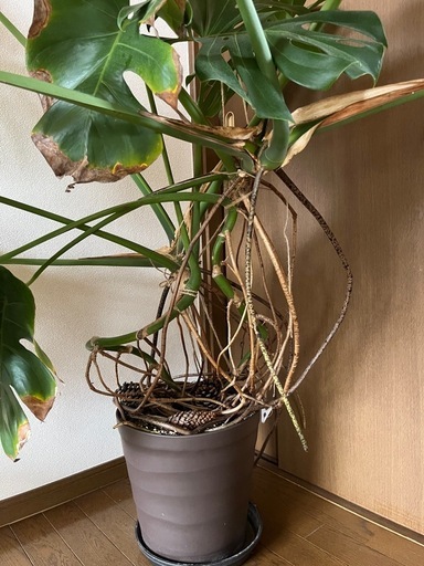 モンステラ　観葉植物