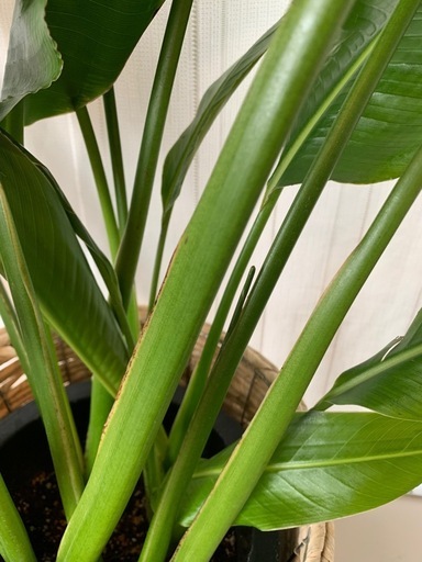 Traveller's Tree/Palm 希少 タビビトノキ(旅人の木)中大型 観葉植物　(オウギバショウ) 群生(株)鉢予定　#ス