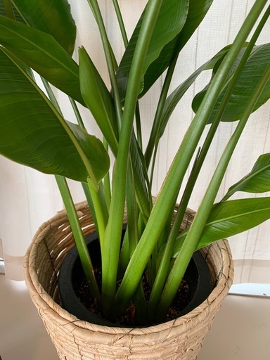 Traveller's Tree/Palm 希少 タビビトノキ(旅人の木)中大型 観葉植物　(オウギバショウ) 群生(株)鉢予定　#ス