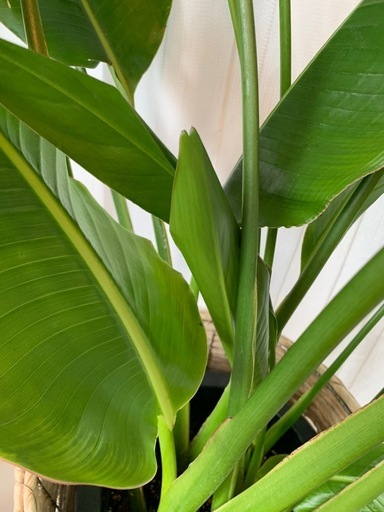 Traveller's Tree/Palm 希少 タビビトノキ(旅人の木)中大型 観葉植物　(オウギバショウ) 群生(株)鉢予定　#ス