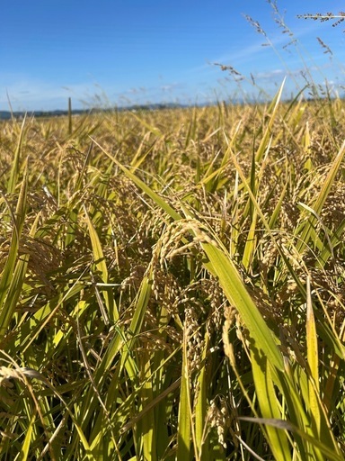 令和7年度産  あきたこまち30キロ(一等米)