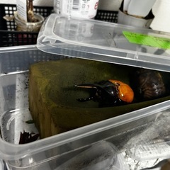 カブトムシヘラクレスオオカブトペア！！ の画像