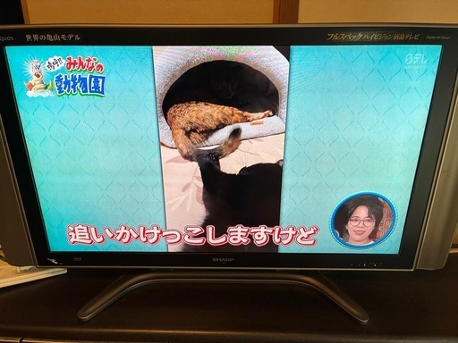 SHARP AQUOS 46型テレビ世界の亀山モデル (かず) 大袋のテレビ《液晶 