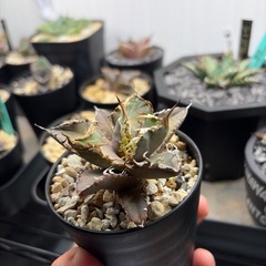 アガベチタノタ　シエラミクスティカの画像