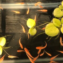 【３０匹で１０００円】メダカ 血統【楊貴妃】2026年の２３ 好評《受付中》の画像